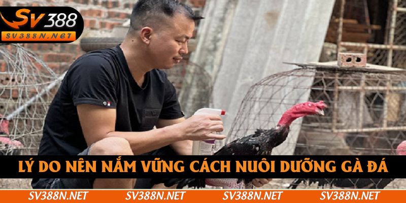 Lý do nên nắm vững cách nuôi dưỡng gà đá Lý do nên nắm vững cách nuôi dưỡng gà đá