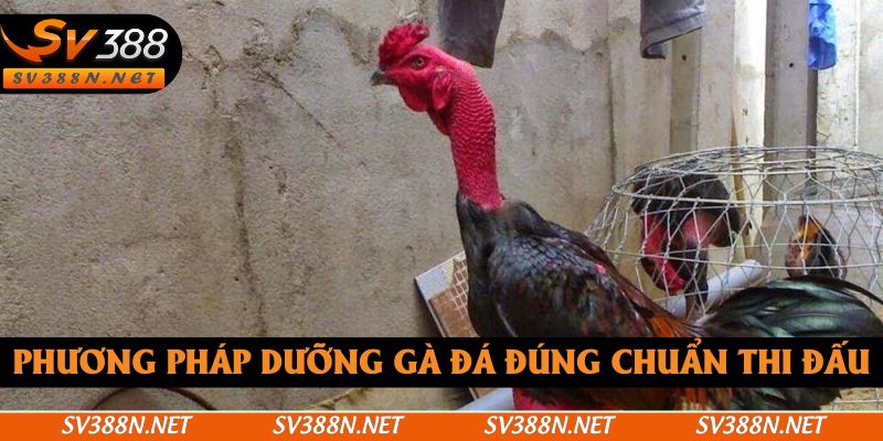 Phương pháp dưỡng gà đá đúng chuẩn thi đấu Phương pháp dưỡng gà đá đúng chuẩn thi đấu