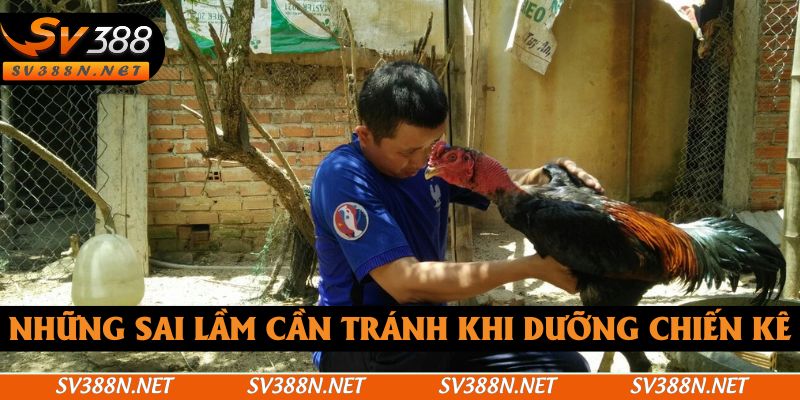 Những sai lầm cần tránh khi dưỡng chiến kê Những sai lầm cần tránh khi dưỡng chiến kê