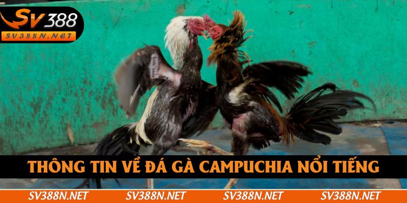 Thông tin về đá gà Campuchia nổi tiếng Thông tin về đá gà Campuchia nổi tiếng
