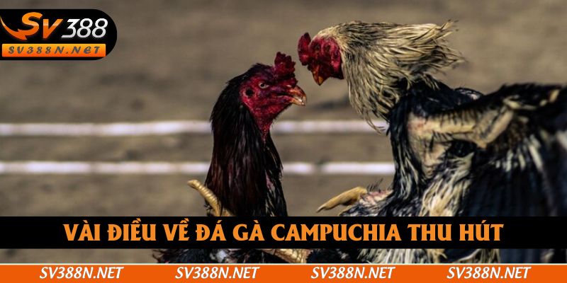 Vài điều về đá gà Campuchia thu hút Vài điều về đá gà Campuchia thu hút