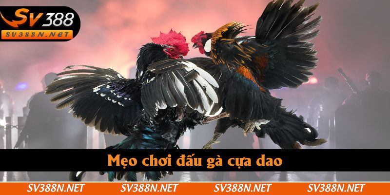 Mẹo chơi đấu gà cựa dao Mẹo chơi đấu gà cựa dao