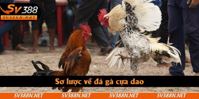 Sơ lược về đá gà cựa dao Sơ lược về đá gà cựa dao