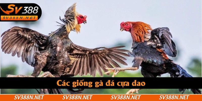 Các giống gà đá cựa dao Các giống gà đá cựa dao