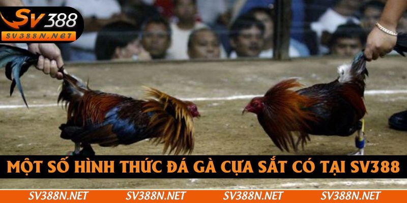 Một số hình thức đá gà cựa sắt có tại SV388 Một số hình thức đá gà cựa sắt có tại SV388