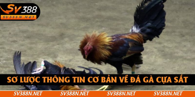 Sơ lược thông tin cơ bản về đá gà cựa sắt Sơ lược thông tin cơ bản về đá gà cựa sắt