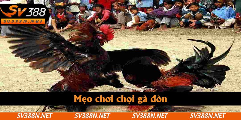 Mẹo chơi chọi gà đòn Mẹo chơi chọi gà đòn