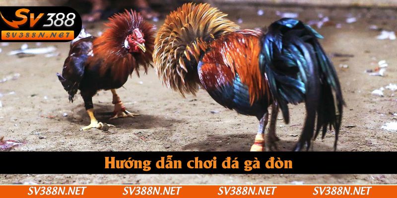 Hướng dẫn chơi đá gà đòn Hướng dẫn chơi đá gà đòn