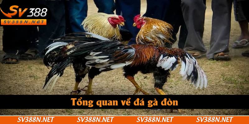 Tổng quan về đá gà đòn Tổng quan về đá gà đòn