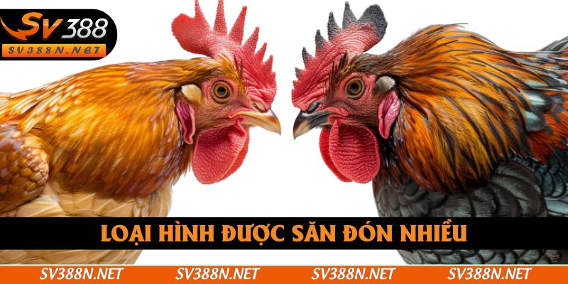 Loại hình được săn đón nhiều Loại hình được săn đón nhiều