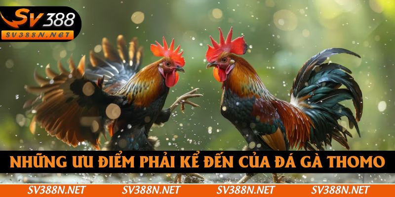 Những ưu điểm phải kể đến của đá gà Thomo Những ưu điểm phải kể đến của đá gà Thomo