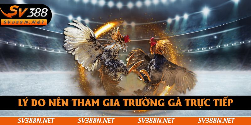 Lý do nên tham gia trường gà trực tiếp Lý do nên tham gia trường gà trực tiếp