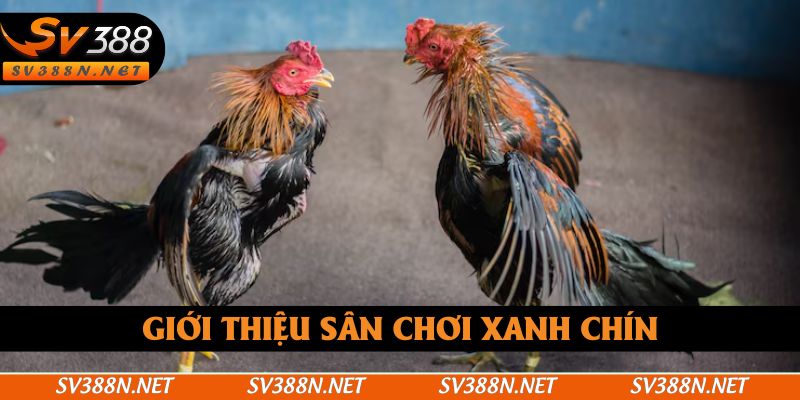 Giới thiệu sân chơi xanh chín Giới thiệu sân chơi xanh chín