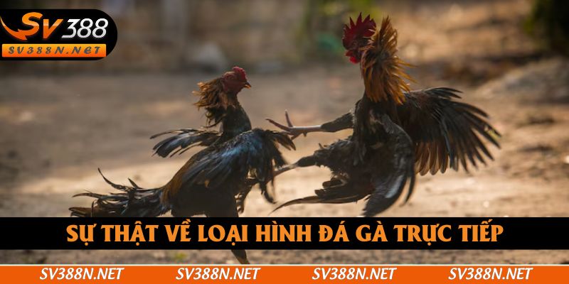 Sự thật về loại hình đá gà trực tiếp Sự thật về loại hình đá gà trực tiếp