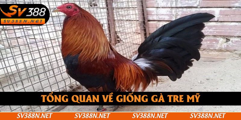 Tổng quan về giống gà tre Mỹ Tổng quan về giống gà tre Mỹ