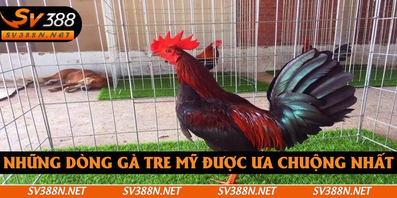 Những dòng gà tre Mỹ được ưa chuộng nhất Những dòng gà tre Mỹ được ưa chuộng nhất