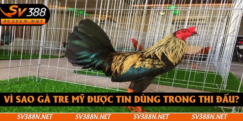 Vì sao gà tre Mỹ được tin dùng trong thi đấu? Vì sao gà tre Mỹ được tin dùng trong thi đấu?