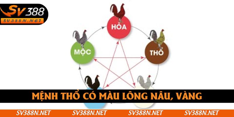 Mệnh thổ có màu lông nâu, vàng Mệnh thổ có màu lông nâu, vàng