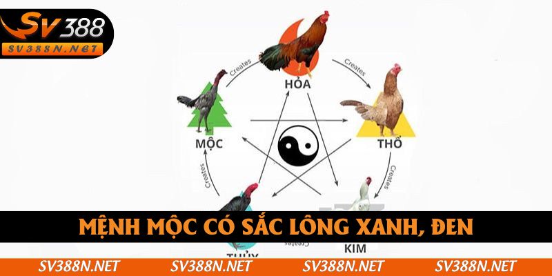 Mệnh mộc có sắc lông xanh, đen Mệnh mộc có sắc lông xanh, đen
