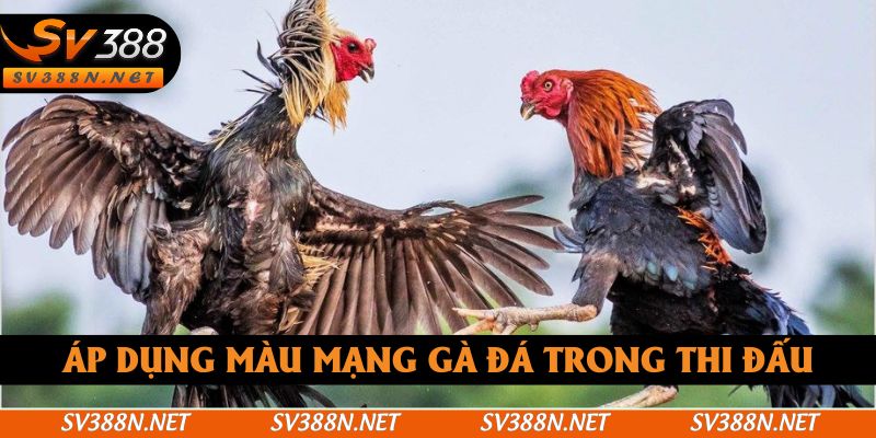 Áp dụng màu mạng gà đá trong thi đấu Áp dụng màu mạng gà đá trong thi đấu