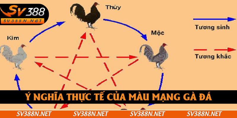 Ý nghĩa thực tế của màu mạng gà đá Ý nghĩa thực tế của màu mạng gà đá