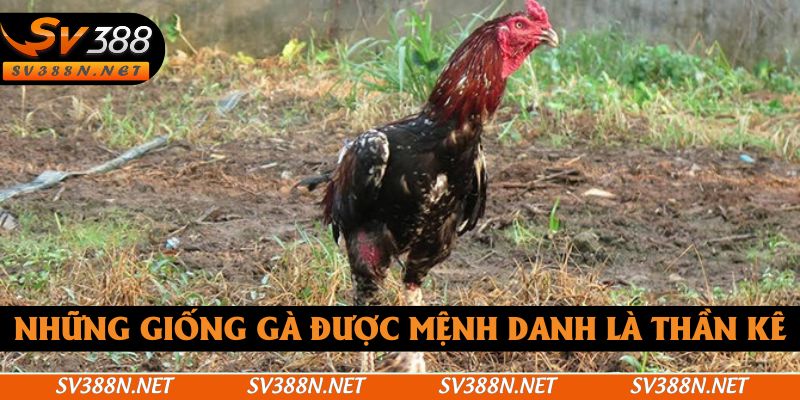 Những giống gà được mệnh danh là thần kê Những giống gà được mệnh danh là thần kê
