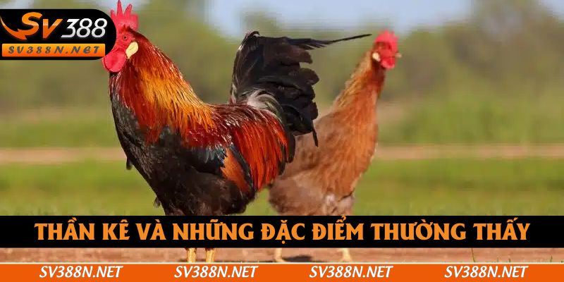 Thần kê và những đặc điểm thường thấy Thần kê và những đặc điểm thường thấy