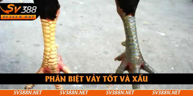 Phân biệt vảy tốt và xấu Phân biệt vảy tốt và xấu